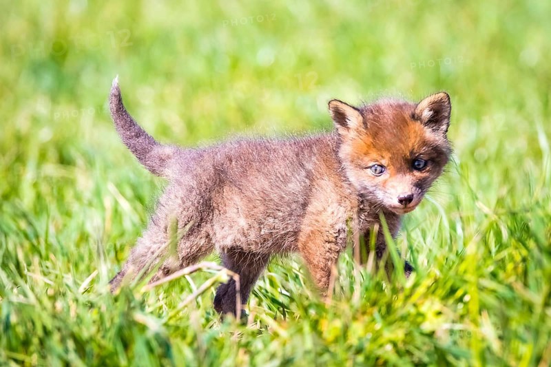 Young fox in front of the foxhole, Lower Saxony, Federal Republic of Germany