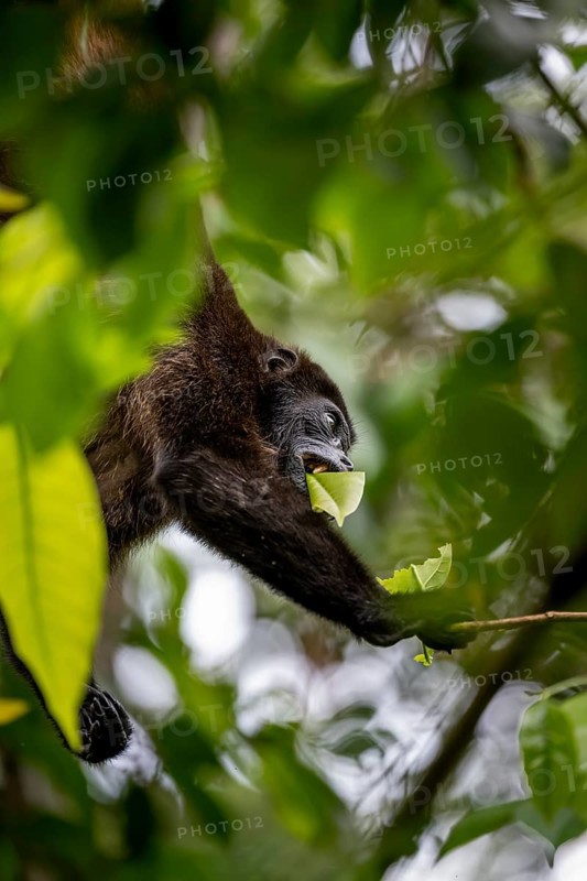 Mantled howler (Alouatta palliata) eating leaves in a tree, Cahuita National Park, Costa Rica, Central America