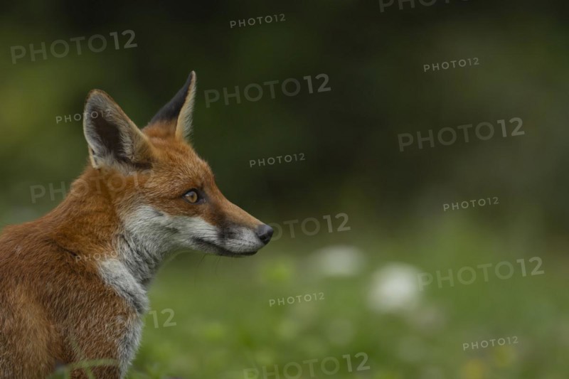 Red fox (Vulpes vulpes) adult animal head portrait, England, United Kingdom, Europe
