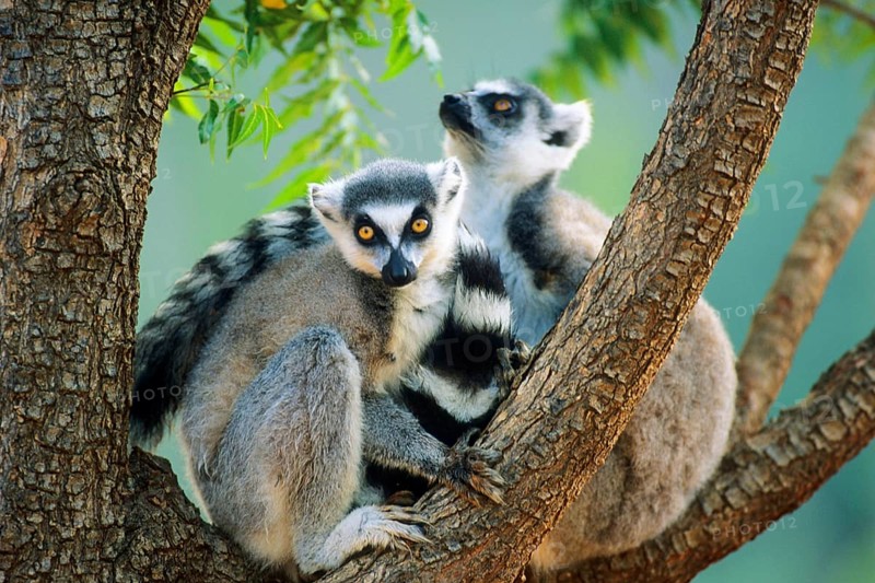 Crown sifaka, Madagascar, Coquerels crown sifaka, Prophitecus verreauxi coquereli, Madagascar, Madagascar, Africa