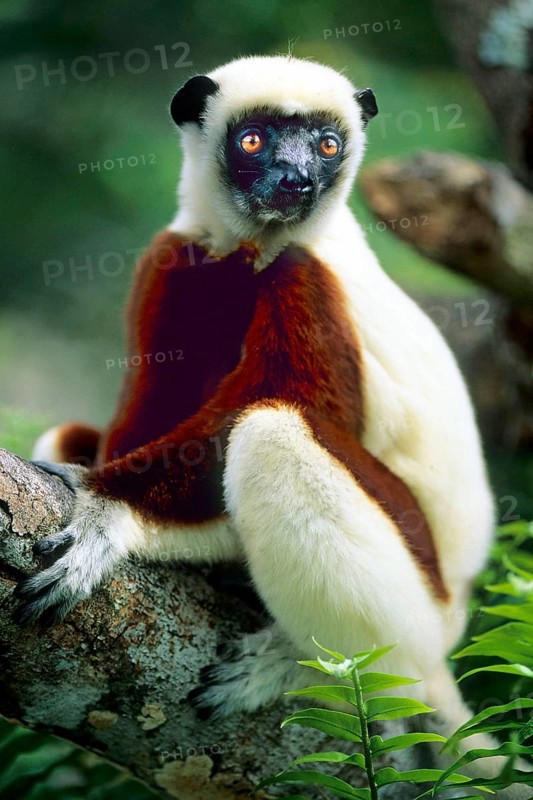 Crown sifaka, Madagascar, Coquerels crown sifaka, Prophitecus verreauxi coquereli, Madagascar, Madagascar, Africa