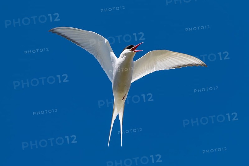 Arctic Arctic Tern (Sterna paradisea) in flight, Reykjanes, Iceland, Europe
