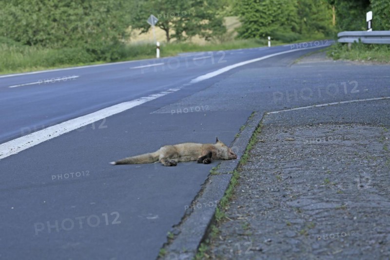 Red fox (Vulpes vulpes), A dead fox lying on the tarmac by the roadside