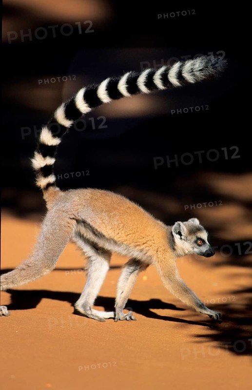 Crown sifaka, Madagascar, Coquerels crown sifaka, Prophitecus verreauxi coquereli, Madagascar, Madagascar, Africa