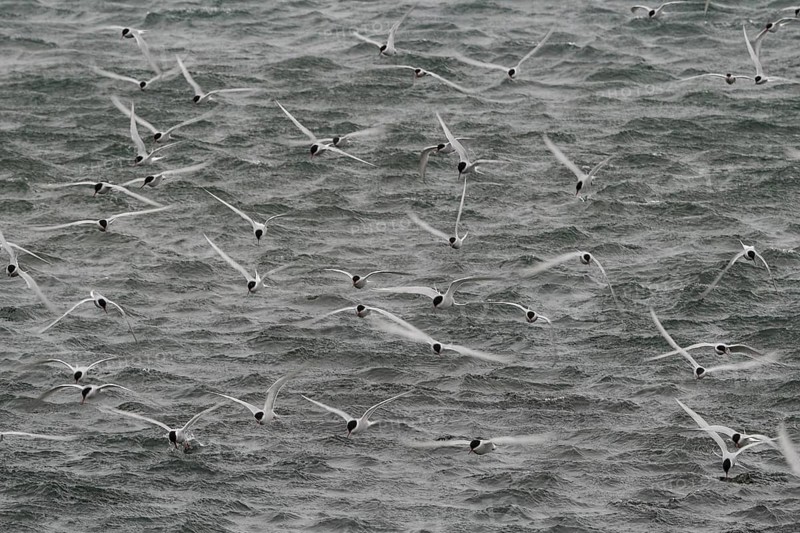 Long exposure, Arctic terns (Sterna paradisea) in flight, Iceland, Europe