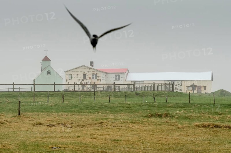 Farm with church, Arctic tern, Strandir, Ãrnes, Westfjords, Iceland, Europe