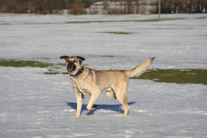 Kangal, Anatolian guard dog in the snow, AllgÃ¤u, Bavaria, Germany, Europe