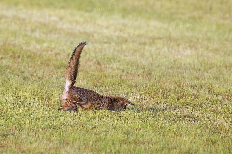 Hunting red fox (Vulpes vulpes) pouncing on mouse, vole prey in freshly mowed meadow, cut grassland in summer