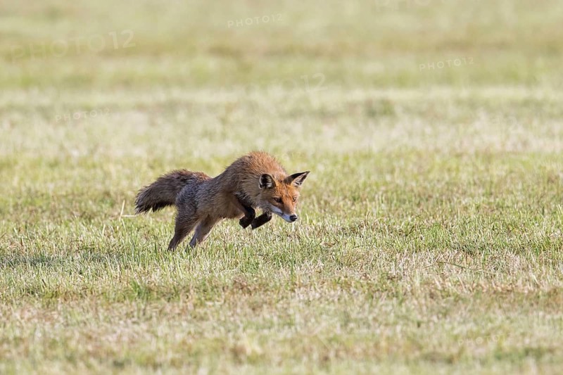 Red fox (Vulpes vulpes) hunting mice, voles by leaping through the air and pouncing upon the rodent in freshly mowed meadow, cut grassland in summer