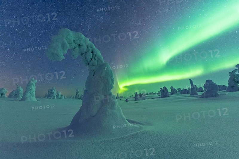 Northern Lights over Snowed-in Trees, Winter Landscape, Riisitunturi National Park, Posio, Lapland, Finland, Europe