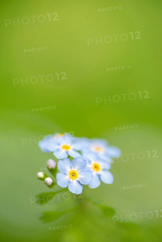 Close-up, Forget-me-not (Myosotis scorpioides), Deister, Calenberger Bergland, Schaumburg, Hameln-Pyrmont, Hannover Region, Germany, Europe