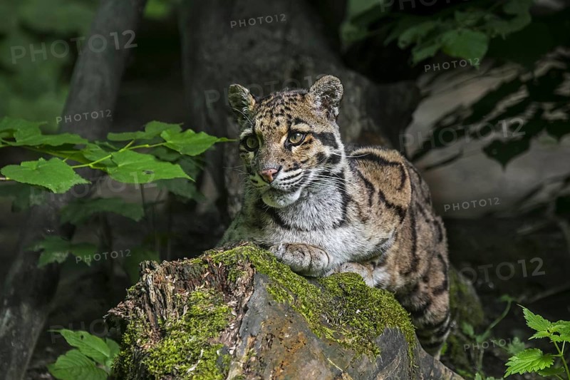 Mainland clouded leopard (Neofelis nebulosa) wild cat native to the foothills of the Himalayas through mainland Southeast Asia into South China