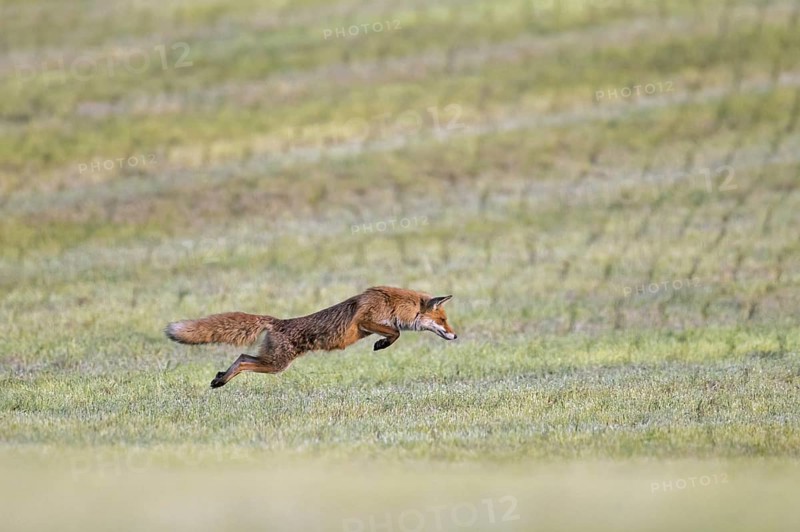Red fox (Vulpes vulpes) hunting mice, voles by leaping through the air and pouncing upon the rodent in freshly mowed meadow, cut grassland in summer