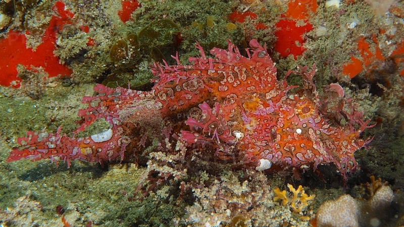 Red popeyed scorpionfish (Rhinopias frondosa), Sodwana Bay National Park dive site, Maputaland Marine Reserve, KwaZulu Natal, South Africa, Africa