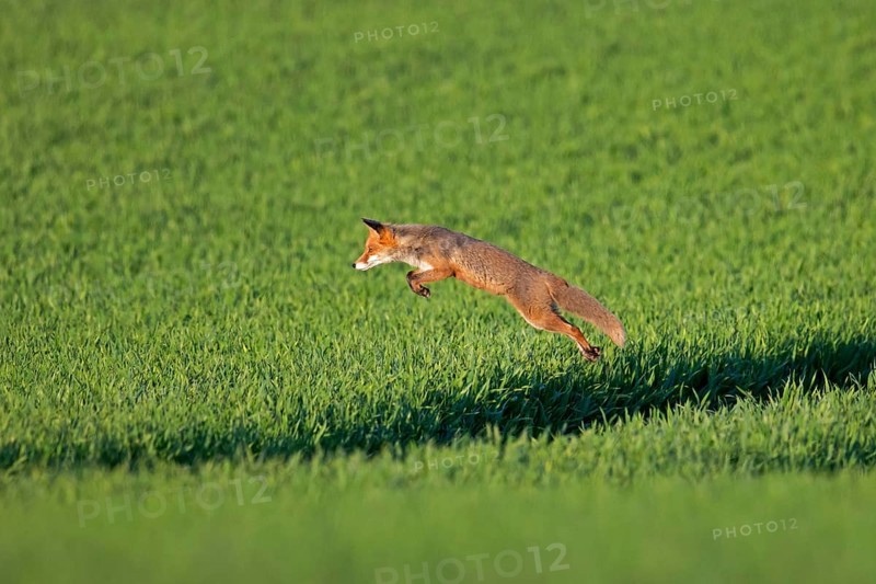 Red fox (Vulpes vulpes) hunting mice, voles by leaping through the air and pouncing upon the rodent in field in summer