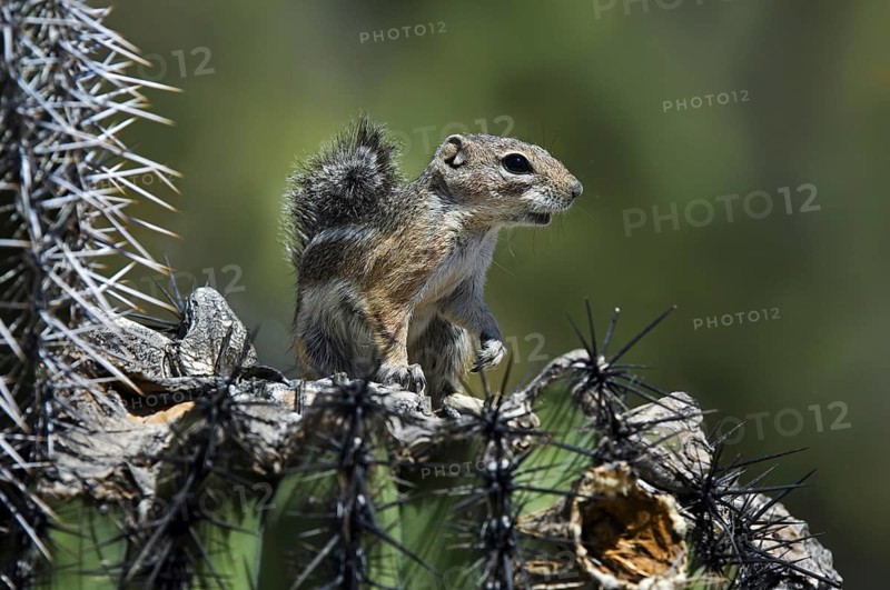 Harris antelope squirrel (Ammospermophilus harrisii) on Saguaro (Carnegiea gigantea) cactus, native to Arizona and New Mexico in the United States