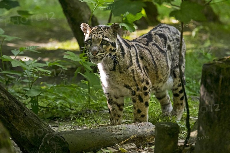 Mainland clouded leopard (Neofelis nebulosa) native from the Himalayas to Southeast Asia into South China at the zoo Parc des Félins, France, Europe