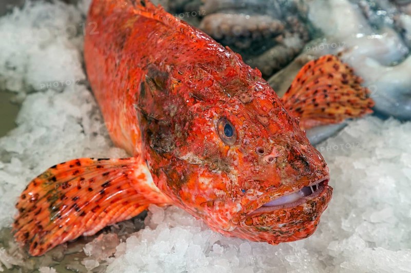 Red scorpionfish (Scorpaena scrofa), fish market, market hall Mercado dos Lavradores, Funchal, Madeira Island, Portugal, Europe