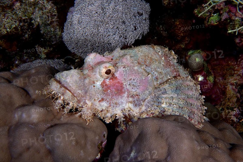 Fringed dragonhead (Scorpaenopsis oxycephala), St Johns Caves dive site, Saint Johns Reef, Red Sea, Egypt, Africa