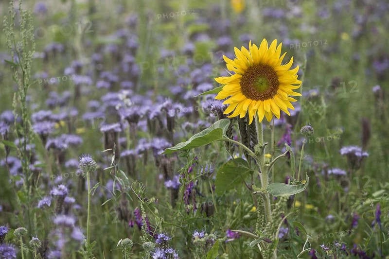 Sunflower (Helianthus annuus) and bee friend (Phacelia tanacetifolia), Emsland, Lower Saxony, Germany, Europe