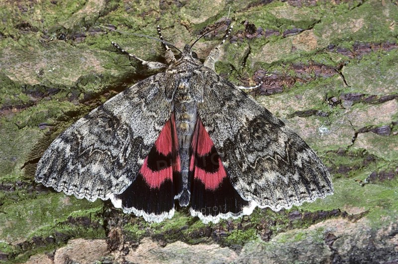 Red Underwing (Catocala nupta) moth on tree bark, Belgium, Europe