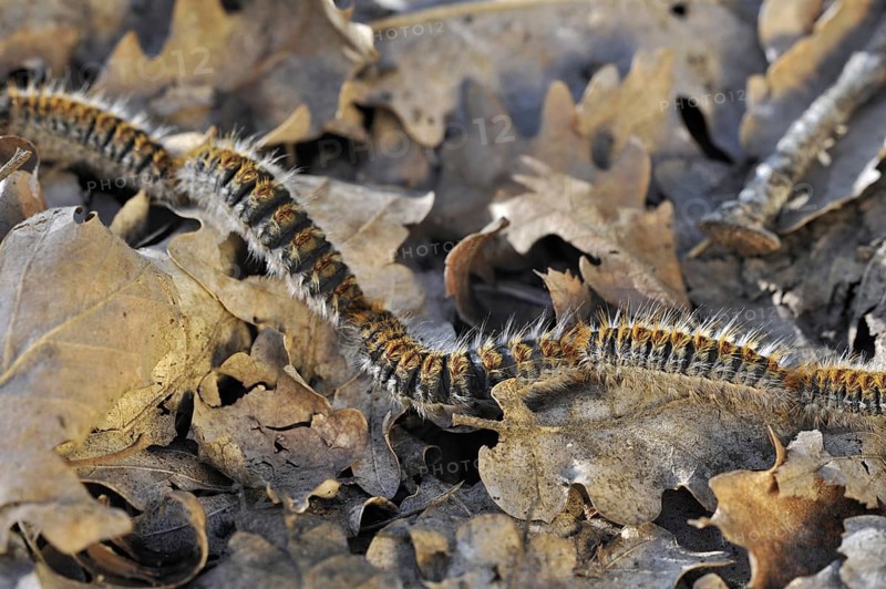 Pine processionary (Thaumetopoea pityocampa) moth caterpillars (Traumatocampa pityocampa) following each other in a long, head to tail procession on the forest floor, La Brenne, France, Europe