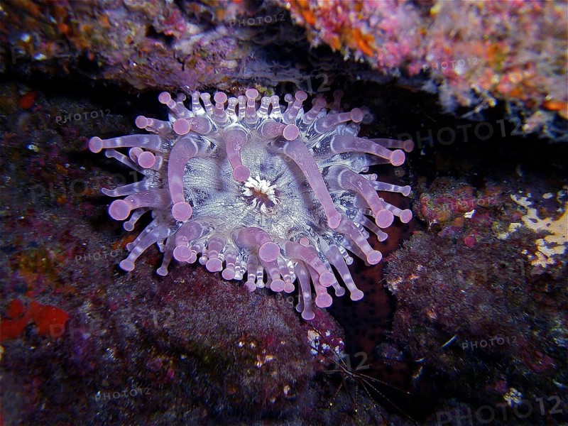 Club-tipped anemone (Telmatactis cricoides), dive site El Cabron Marine Reserve, Arinaga, Gran Canaria, Spain, Atlantic Ocean, Europe