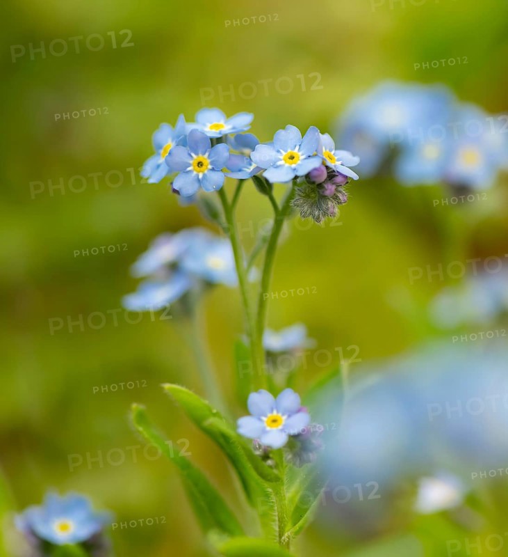 Blue flowers of the forget-me-not (Myosotis), Bavaria, Germany, Europe