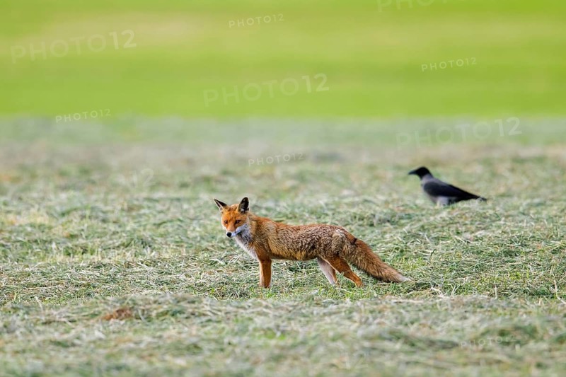 Solitary red fox (Vulpes vulpes) hunting in freshly mowed meadow, cut grassland, followed by hooded crow (Corvus cornix) in summer