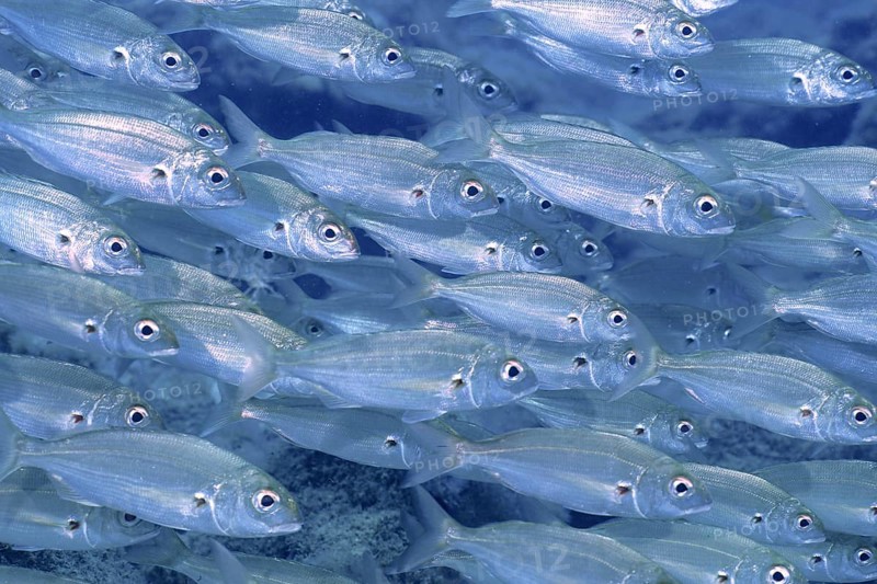 Shoal of fish, shoal, group of arctic seabream (Pagellus acarne), dive site El Cabron Marine Reserve, Arinaga, Gran Canaria, Spain, Atlantic Ocean, Europe