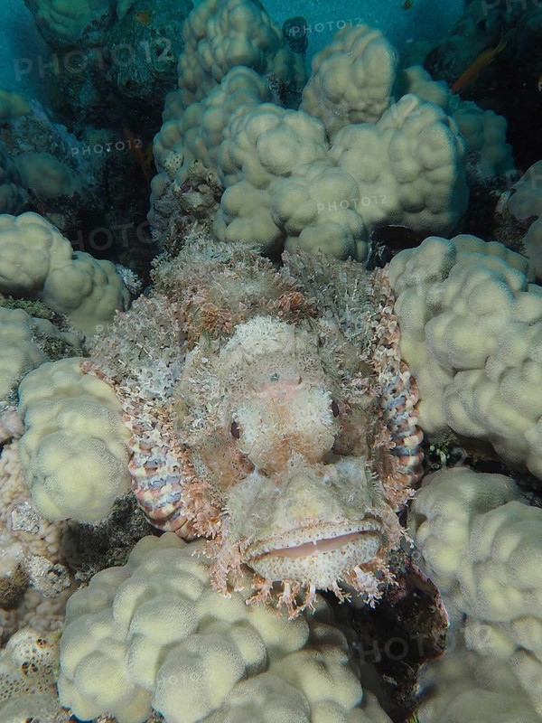 Portrait of fringed scorpionfish (Scorpaenopsis oxycephala) on stony coral, dive site House Reef, Mangrove Bay, El Quesir, Red Sea, Egypt, Africa