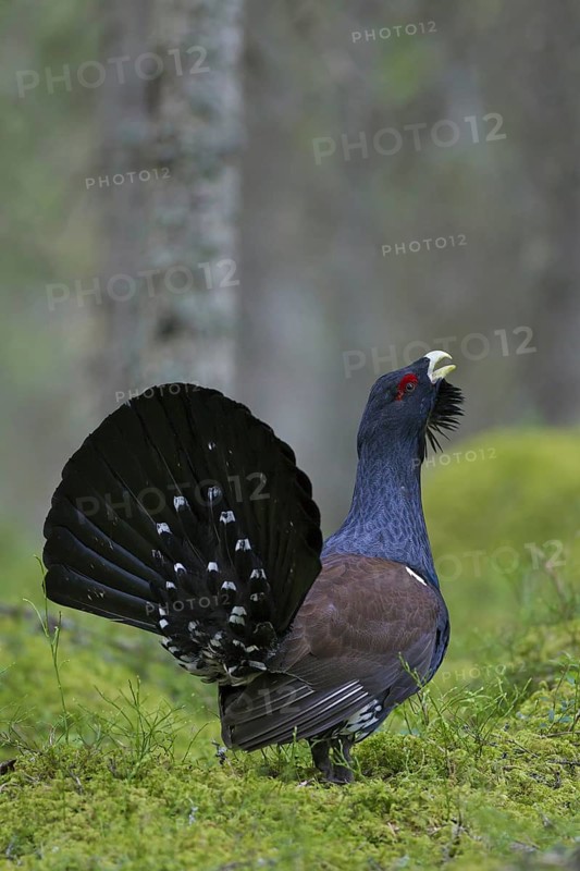 Western Capercaillie (Tetrao urogallus), Wood Grouse, Heather Cock calling during courtship display in forest in spring
