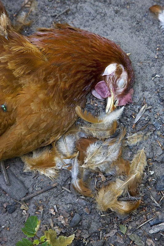 Dead chicken inside backyard chicken coop, killed by red fox (Vulpes vulpes)