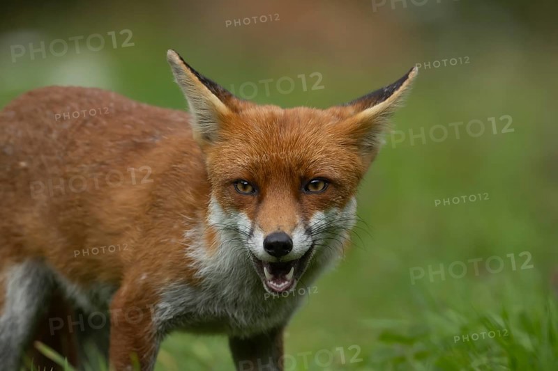 Red fox (Vulpes vulpes) adult animal head portrait, Essex, England, United Kingdom, Europe