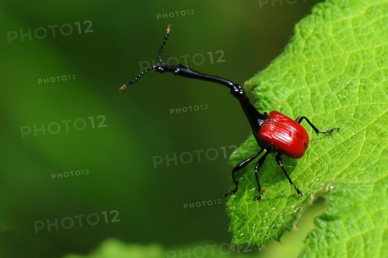 Africa, Madagascar, island, Indian Ocean, animal, animals, insect, insects, beetle, giraffe weevil (Trachelophorus giraffa), Madagascar, Africa