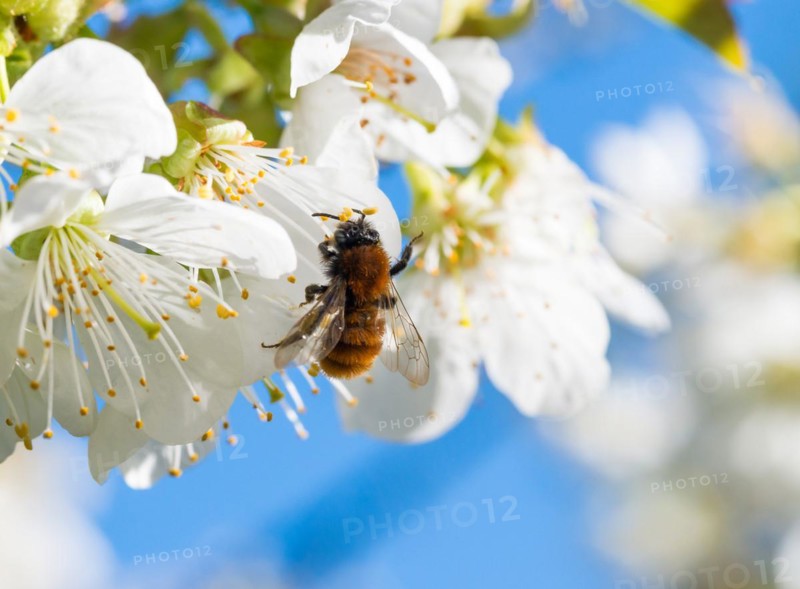Tawny mining bee (Andrena fulva), female collects pollen from fragrant, white flowers of bird cherry (Prunus avium) or sweet cherry, cherry blossom, cherry tree, sea of blossoms, bee pasture, pollinator, wild bee, bright sunshine, sunny day with cloudless, blue sky in spring, Lower Saxony, Germany, Europe