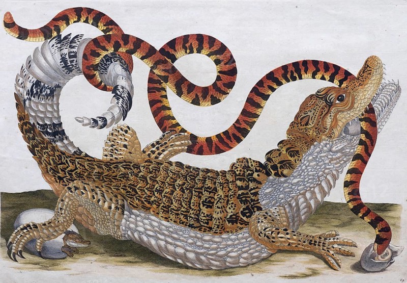 Crocodile caiman fighting with a coral snake, hand-coloured copperplate engraving by Maria Sibylla Merian, Surinam Book, 1705, Amsterdam, Netherlands