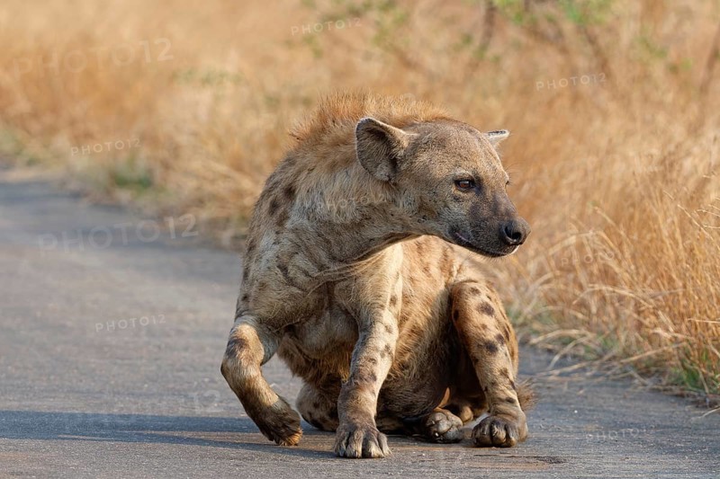 Spotted hyena (Crocuta crocuta), adult lying on the asphalt road, getting up, Kruger National Park, South Africa, Africa