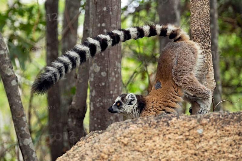Territorial ring-tailed lemur (Lemur catta) scent-marking tree with genital scent glands, Isalo National Park, Ihorombe Region, Madagascar, Africa