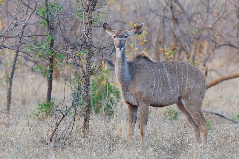 Greater kudu (Tragelaphus strepsiceros), adult female standing in dry grass, animal portrait, morning light, Kruger National Park, South Africa, Africa