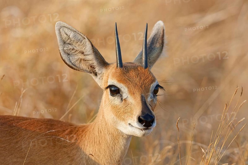 Steenbok (Raphicerus campestris), adult male standing in tall dry grass, looking towards camera, alert, animal portrait, Kruger National Park, South Africa, Africa