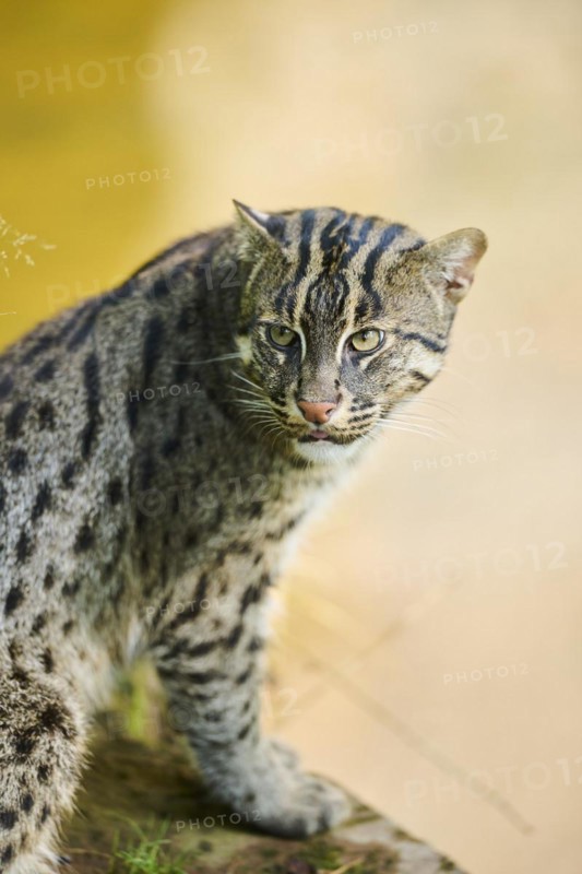 Fishing cat (Prionailurus viverrinus), sitting on the edge of the water, hunting, Bavaria, Germany, Europe