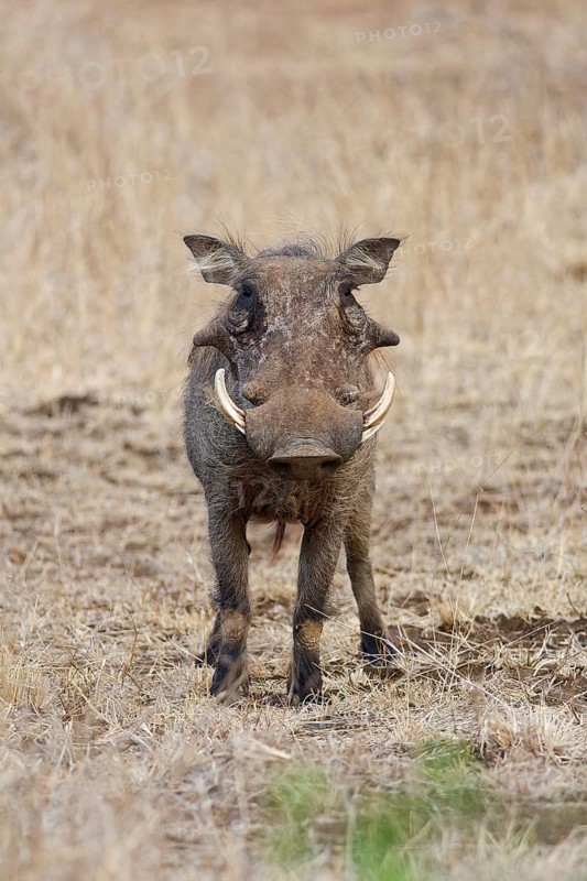 Common warthog (Phacochoerus africanus), adult male, alert, animal portrait, Kruger National Park, South Africa, Africa