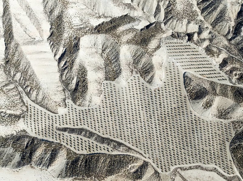 Badlands and cultivated olive trees (Olea europaea) . Aerial view. Drone shot. Granada province, Andalusia, Spain, Europe