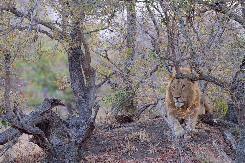 African lion (Panthera leo melanochaita), adult male lying on a mound of earth, at the foot of a tree, attentive, morning light, Kruger National Park, South Africa, Africa