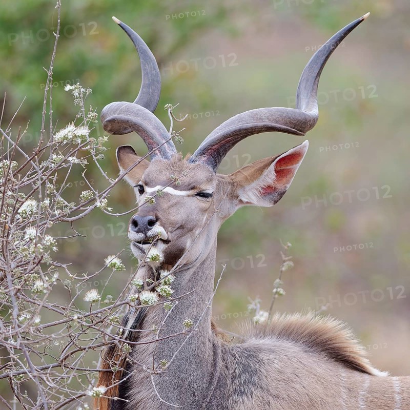 Greater kudu (Tragelaphus strepsiceros), adult male feeding on flowering buds, animal portrait, Kruger National Park, South Africa, Africa