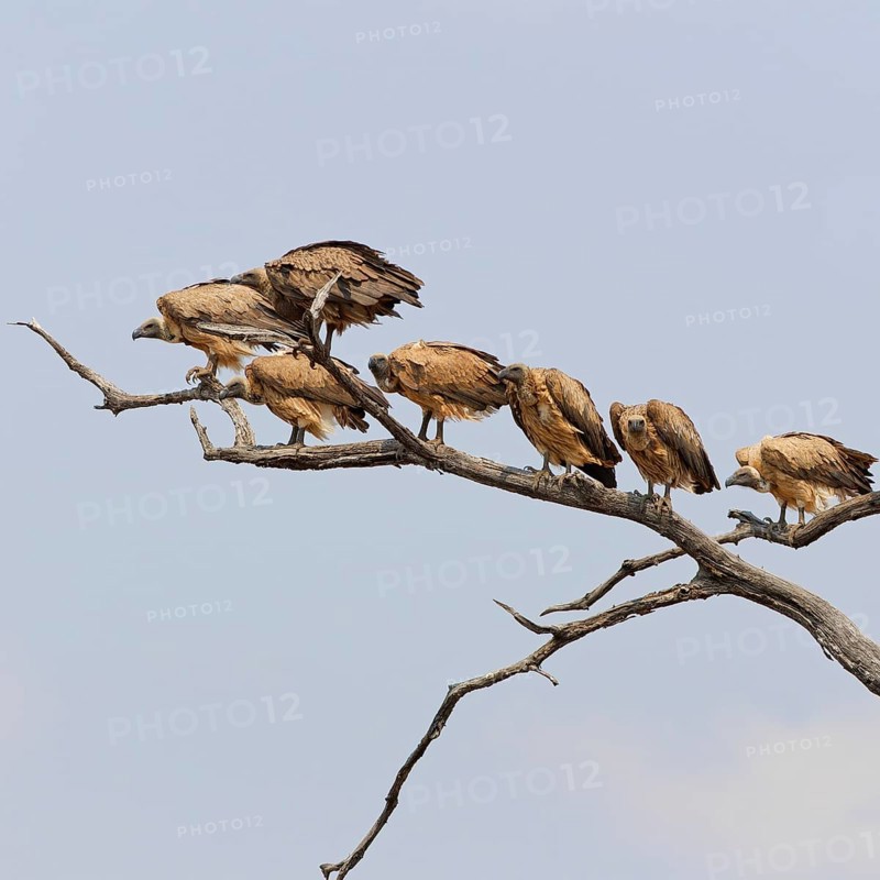 White-backed vultures (Gyps africanus), group of adult vultures perched on a branch at the top of a tree, Kruger National Park, South Africa, Africa