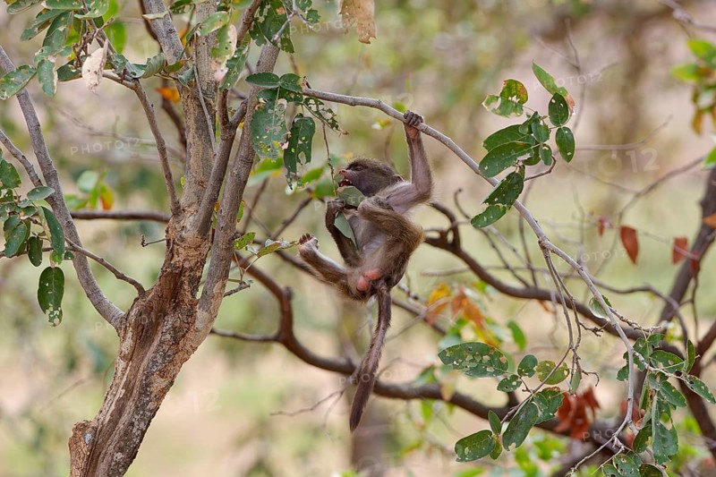 Chacma baboon (Papio ursinus), young monkey clinging to a tree branch, swinging, feeding on leaves, Kruger National Park, South Africa, Africa