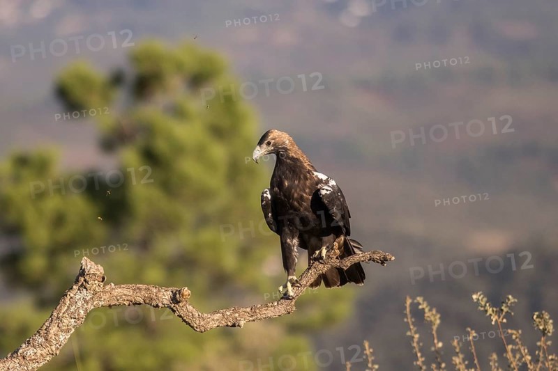 Iberian Eagle (Aquila adalberti), Spanish imperial eagle, Extremadura, Castilla La Mancha, Spain, Europe