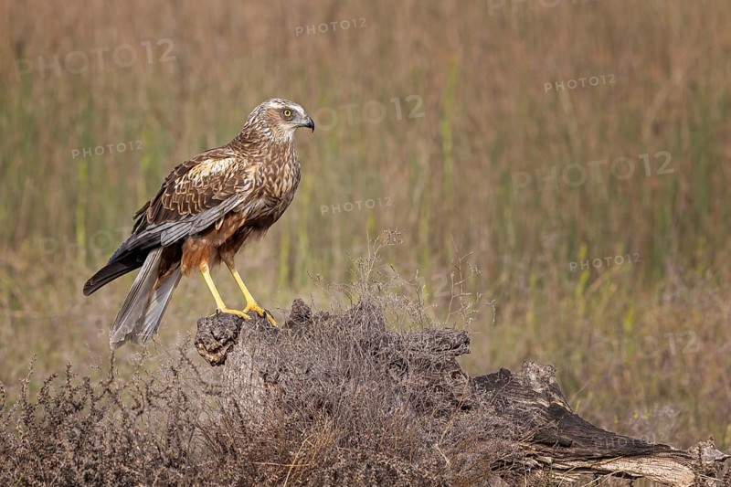 Western marsh-harrier (Circus aeruginosus) medium-sized bird of prey, male, hunting in reeds, looking for food, defending own territory, lying in wait for prey, Toledo, Spain, Europe
